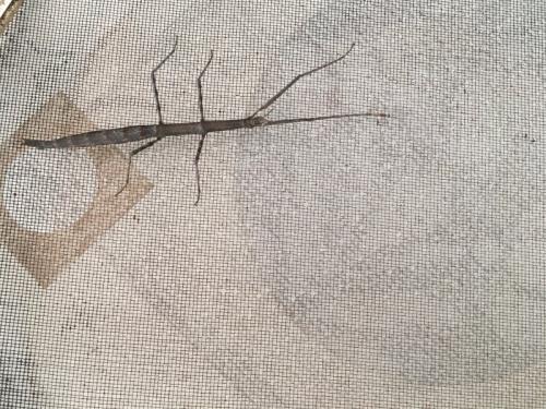Réf. 314 574 : Clonopsis gallica