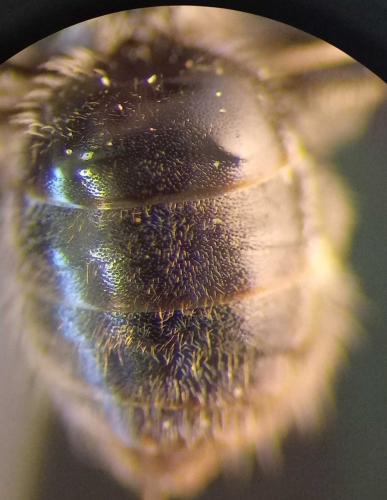 Lasioglossum sp.