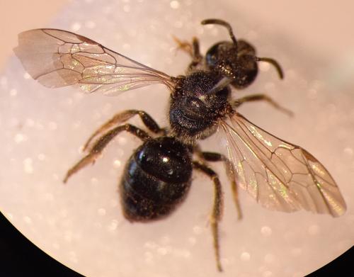 Lasioglossum sp.