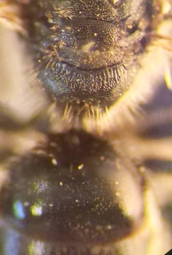 Lasioglossum sp.