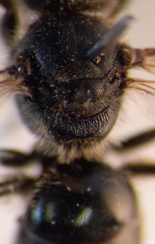 Lasioglossum sp.
