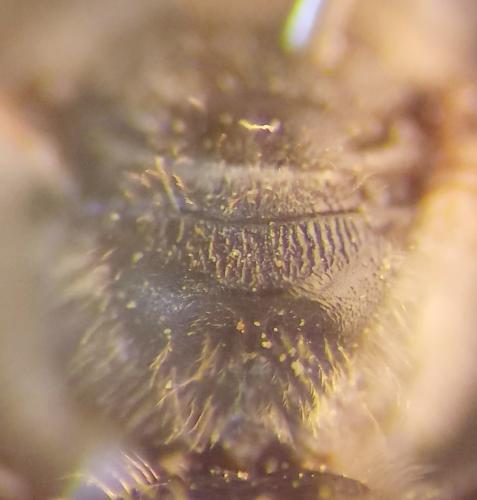 Lasioglossum sp.