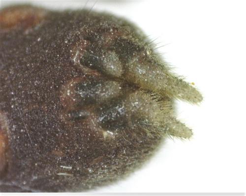 Réf. 314 305 : Atypus affinis