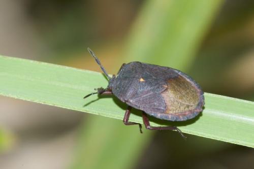 Cyclopelta obscura