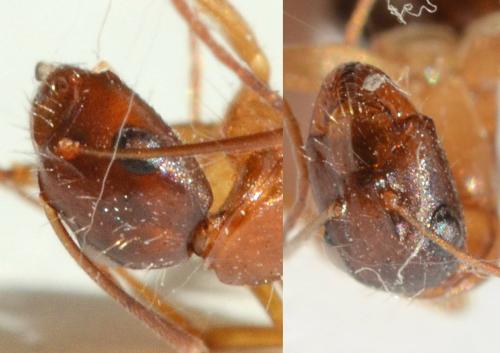 Camponotus pilicornis