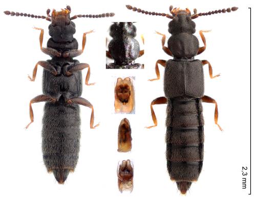 Carpelimus corticinus