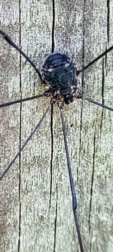 Réf. 314 446 : Leiobunum sp-a