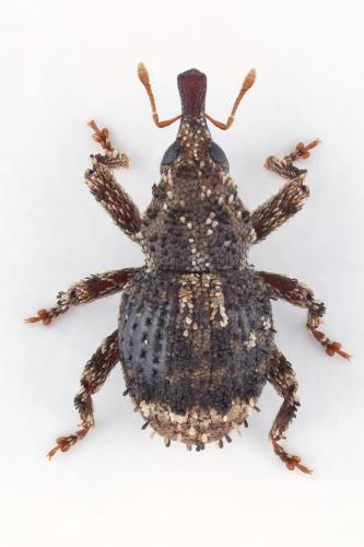 Acalles parvulus temperei