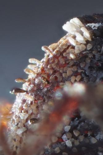 Acalles parvulus temperei