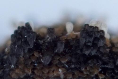 Acalles parvulus temperei