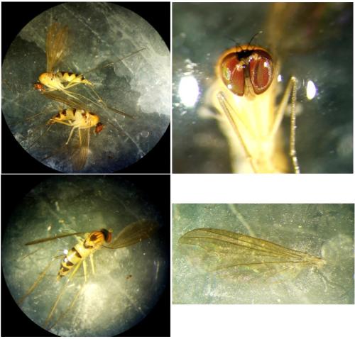 Neurigona quadrifasciata