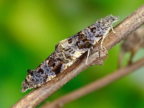 Endothenia lapideana