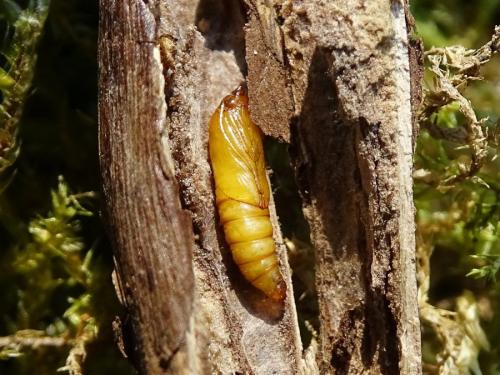 Endothenia lapideana