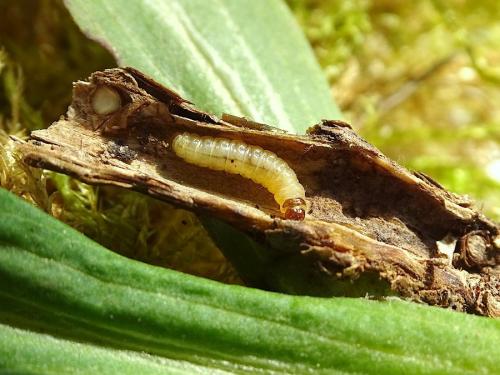 Endothenia lapideana