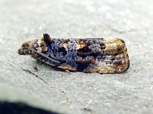 Réf. 314 167 : Endothenia lapideana