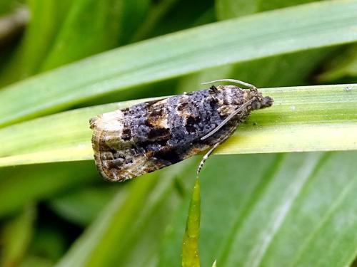 Réf. 314 170 : Endothenia lapideana