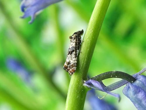 Réf. 314 940 : Hysterophora maculosana
