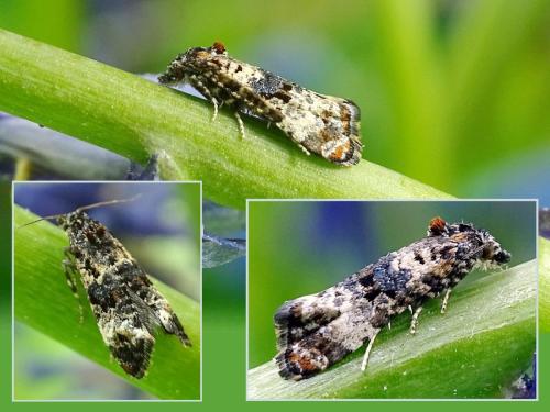 Réf. 314 941 : Hysterophora maculosana