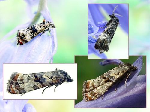 Réf. 314 942 : Hysterophora maculosana