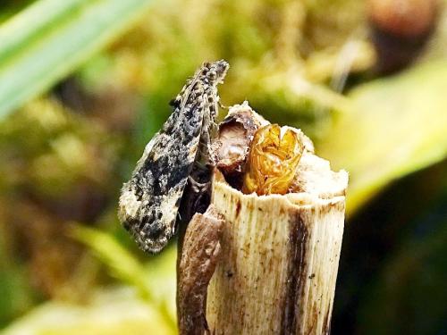 Endothenia lapideana