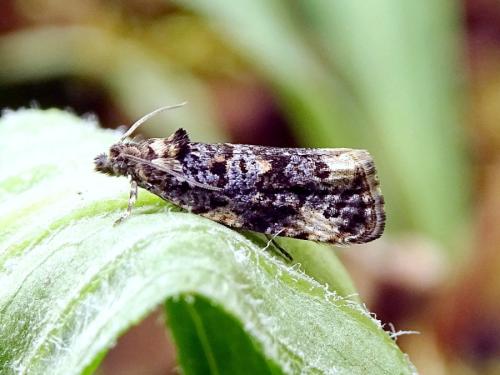 Réf. 314 605 : Endothenia lapideana