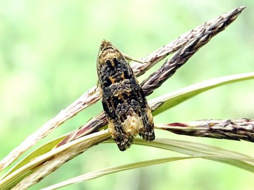 Réf. 314 608 : Endothenia lapideana