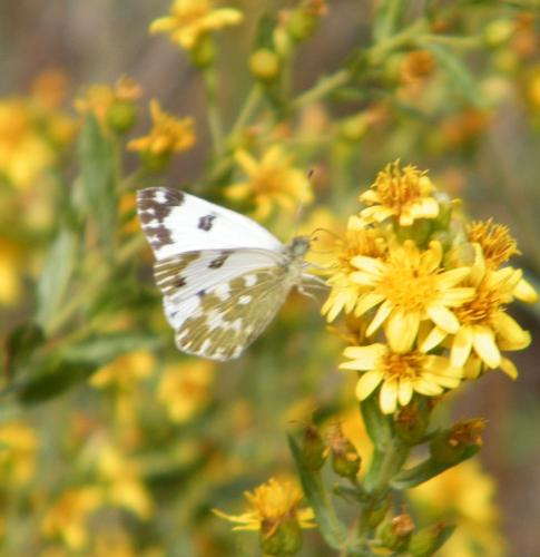 Réf. 314 920 : Pontia daplidice