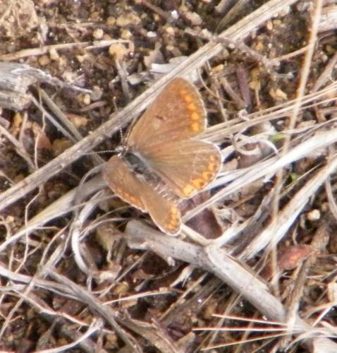 Réf. 314 873 : Aricia agestis