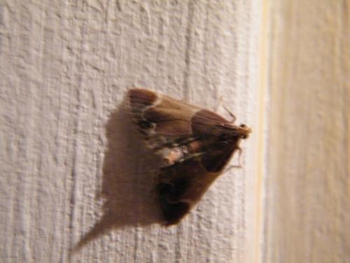 Pyralis farinalis