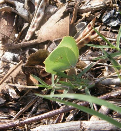 Gonepteryx rhamni