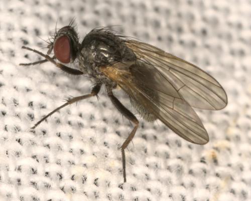 Fannia sp.