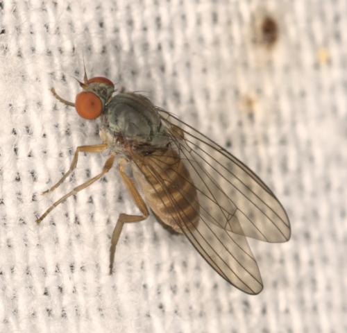 Réf. 314 168 : Agathomyia falleni
