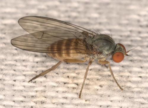 Réf. 314 169 : Agathomyia falleni