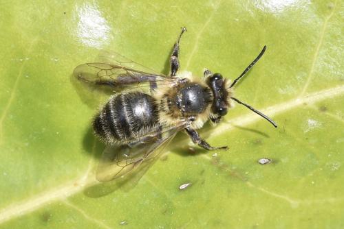Andrena sp.