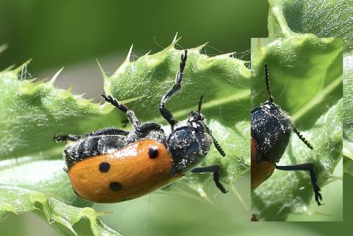 Réf. 314 614 : Lachnaia paradoxa