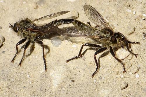 Dysmachus trigonus
