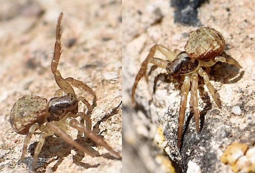 Ozyptila sp.
