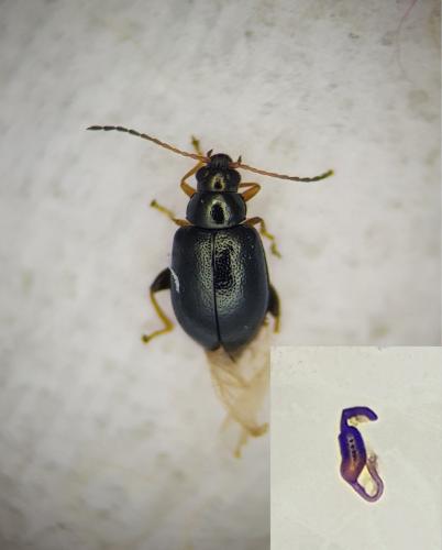 Réf. 314 166 : Aphthona euphorbiae