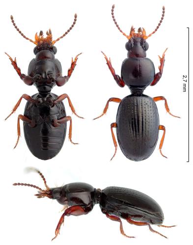 Dyschirius globosus