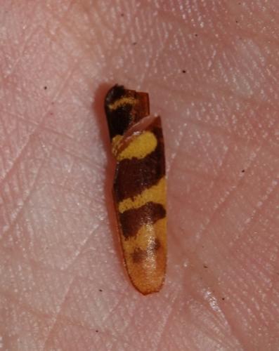 Réf. 314 987 : Plagionotus detritus