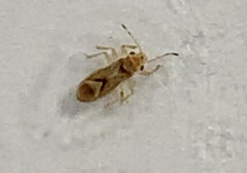 Thaumastocoris peregrinus