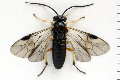 Réf. 314 111 : Stauronematus platycerus