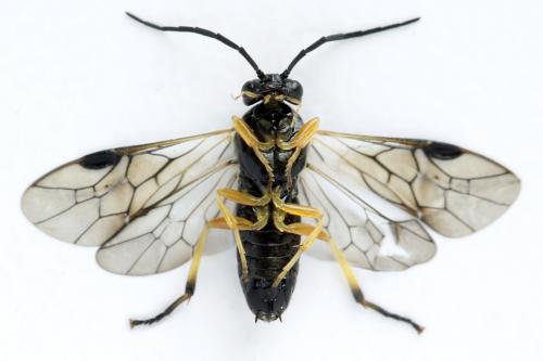 Stauronematus platycerus
