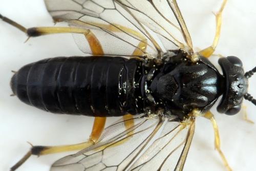 Réf. 314 113 : Stauronematus platycerus