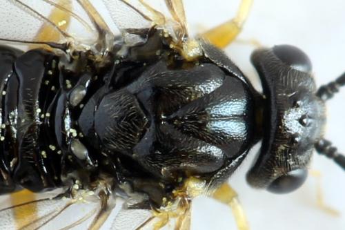 Stauronematus platycerus
