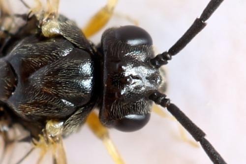 Réf. 314 115 : Stauronematus platycerus