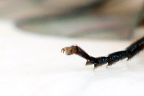 Stauronematus platycerus