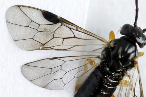 Réf. 314 117 : Stauronematus platycerus
