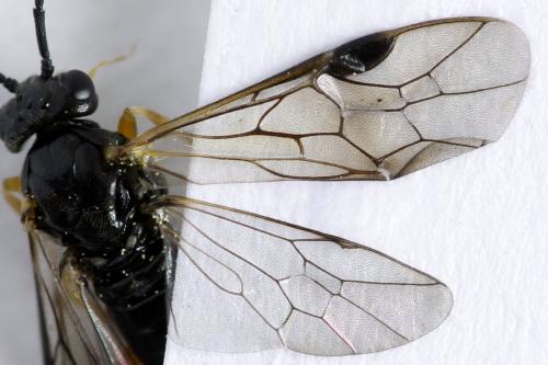 Stauronematus platycerus