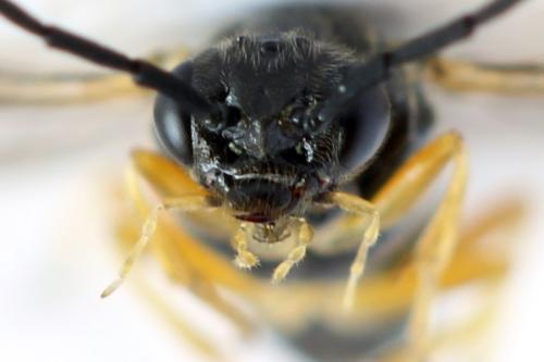 Réf. 314 119 : Stauronematus platycerus